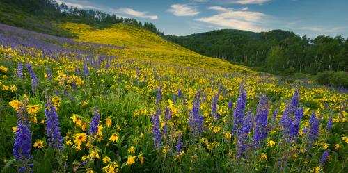 Hillside wildflowers, Crested Butte, Colorado